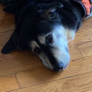 Meet your Posher, Venus